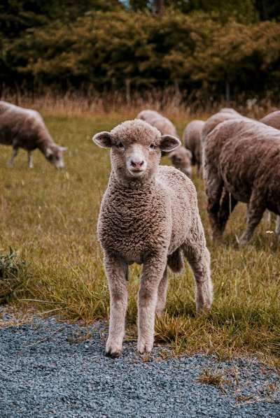Démonstration chien de troupeau et tonte de mouton aux forces