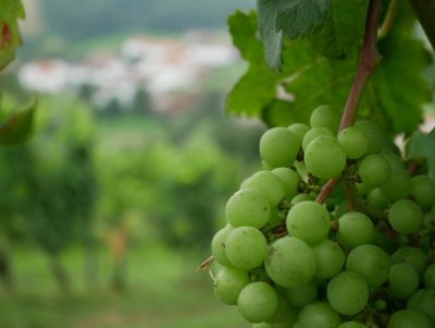 Guinguette des vignerons
