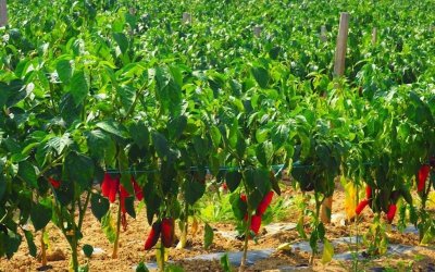 Visite d’une ferme familiale de porcs Kintoa et de piment d’Espelette