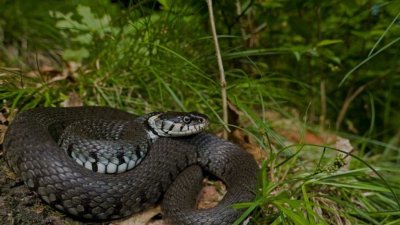 Les reptiles de la Saligue