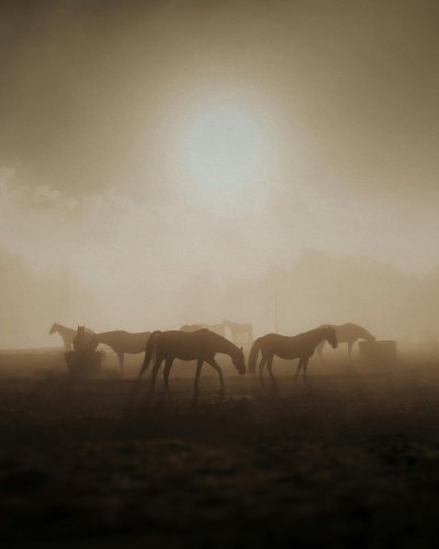 Rencontre matinale avec les chevaux
