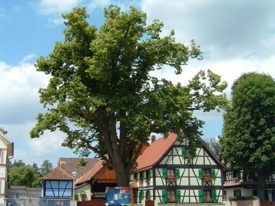 Fête du Tilleul