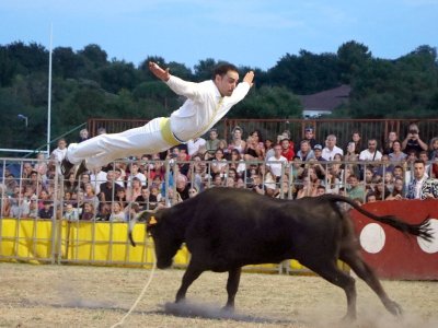 Courses de vaches landaises