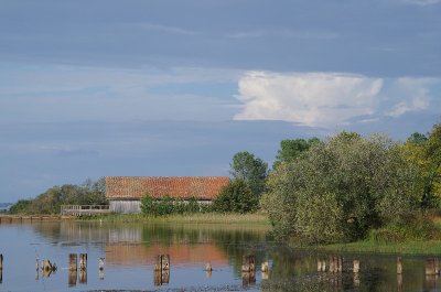 Balade nature oiseaux - Les oiseaux de l’été
