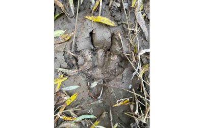 Randonnée accompagnée : pister la nature