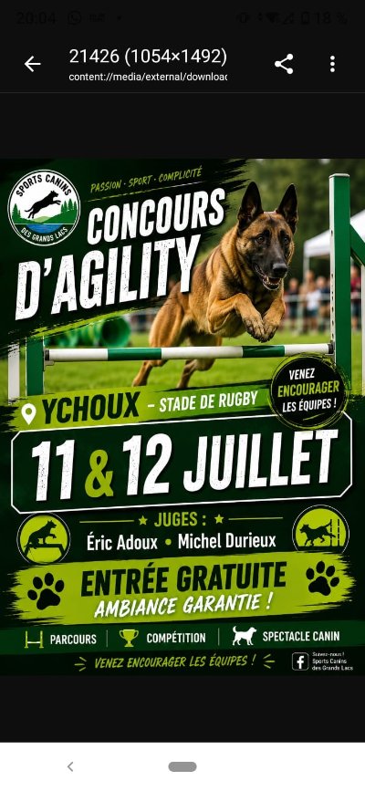 Concours agility dog