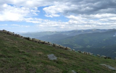 Randonnée acccompagnée Mendi Gaiak : rencontre avec Jean-Bernard, berger sur le mont Urkulu