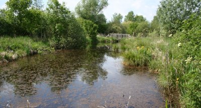 Sortie nature à Vesles-et-Caumont : " Les oiseaux de la tourbière"