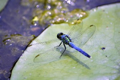 Les petites bêtes de l'eau