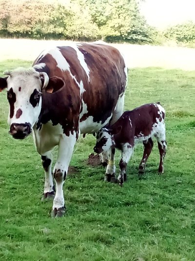 Visite d'une ferme laitiere et cidricole