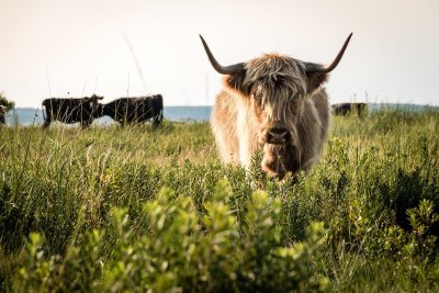 Découverte des prairies au bord du lac de Sanguinet
