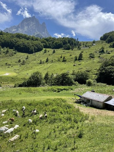 Découverte de la traite des chèvres