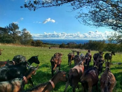 Apéro-biquettes - La Fenadou