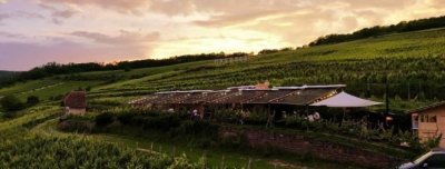 Expériences Mossig & Vignoble : Balade en calèche