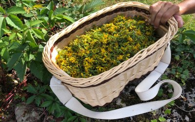 Visite guidée de plantations de théiers et découverte du métier de producteur/cueilleur