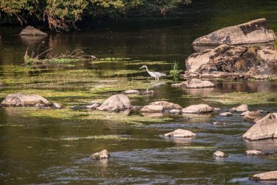 Balade nature "Cheminer à l'écoute de la Vienne et de ses affluents"
