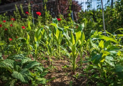 Événement Nature & Vous - Secrets et astuces d'un potager au naturel