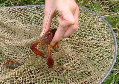 LES SORTIES NATURE : PÊCHE DE L'ÉCREVISSE