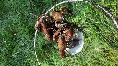 SORTIE PÊCHE AUX ÉCREVISSES