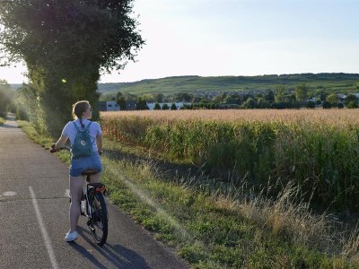 Circuit vélo - Entre plaine et vignoble