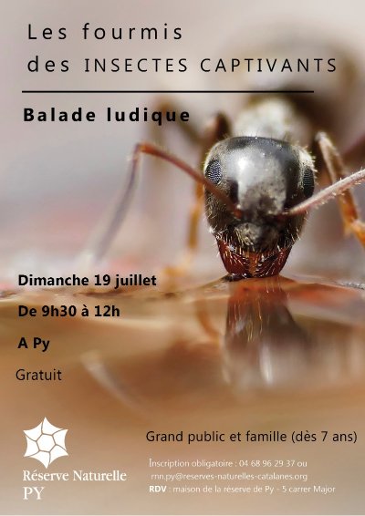 SCIENCE PARTICIPATIVE : SAUVAGES DE MA RUE