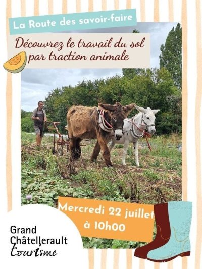 Découvrez le travail du sol par traction animale