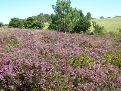 Trésors des landes du Mont Colquin