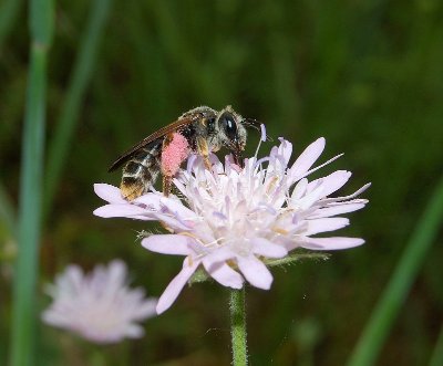 Abeilles & fleurs des champs