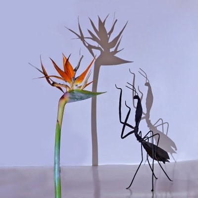 Exposition photos