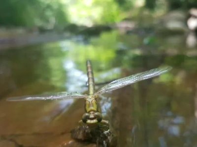 Sortie nature les pieds dans l'eau