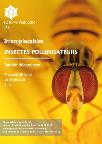 BALADE DÉCOUVERTE : IRREMPLAÇABLES INSECTES POLLINISATEURS