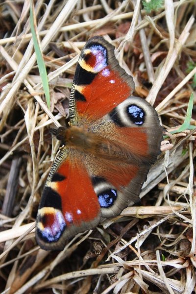 Papillons et Cie