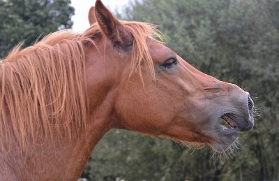 38ème Journée de l'âne et du cheval et 132ème Concours de chevaux de trait potevins,mules , Baudets du Poitou et Merens.