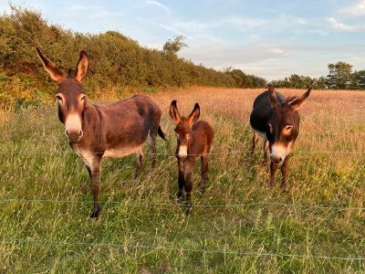 Visite libre de la Ferme des Monts