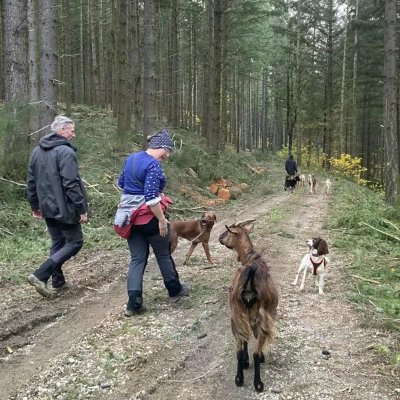 La forêt du Dragon - Randonnée nocturne avec des chèvres de bât