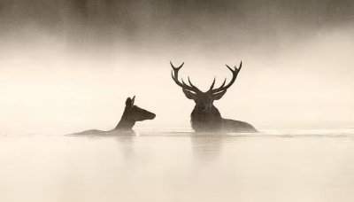 CINÉCO : LE CHANT DES FORÊTS