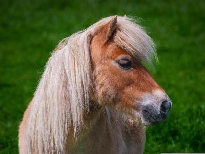 Balades en poney accompagnée