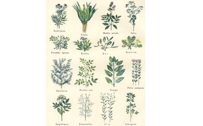 Visite guidée du Jardin botanique