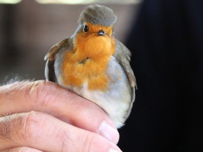 Bague à la patte à Terres d'Oiseaux