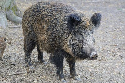 Repas de chasse