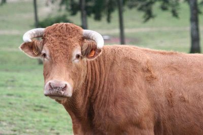 Comice agricole de Meyssac
