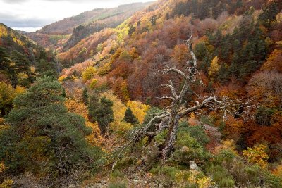 La route des lacs et des burons