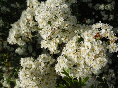 Les Aubépines