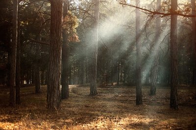 Bois de Pelloufet