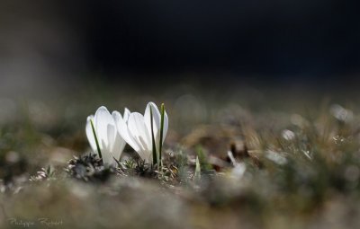 L'Arbussel