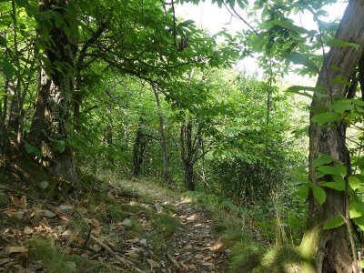Tignac, entre châtaigniers et pins