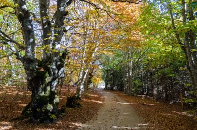 Bois de la Méjarié - VTT n°8