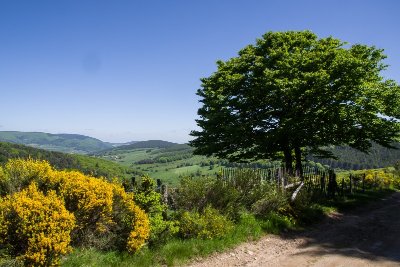 Le Mont Mouchet - VTT n°17