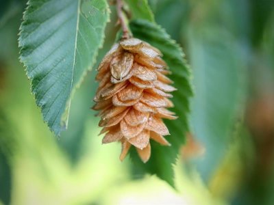 Le fabuleux pouvoir des arbres