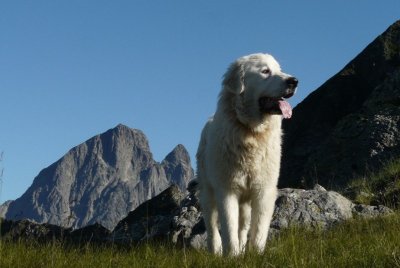 Exposition : L'as-tu vu ? Rapaces en Pyrénées Béarnaises